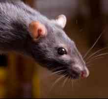 Febra cauzată de mușcătura de șobolan
