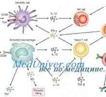 Likopid ca un imunomodulator. Mecanisme de licopid stimulare imună