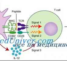 Limfokină-activate celule ucigașe pentru imunizare. Efectul celulelor killer activate de…