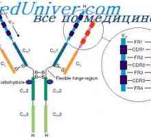 Localizarea genelor lanțuri ușoare de anticorpi. Motivele pentru care variabilitatea lanțurilor…