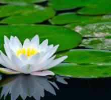 Floare de lotus, în creștere