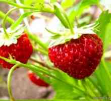 Cele mai bune soiuri pentru a planta căpșuni