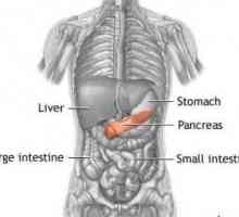 Pancreas mici