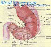 Activitatea motorie a stomacului. Formarea chimului în stomac