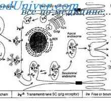 Imunoglobulinele membranei. anticorp suprafață