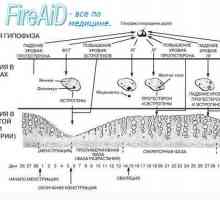 Ciclul menstrual (ciclul lichid mamă). Faza a ciclului menstrual. faza menstruală. fază…