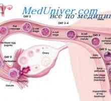 Nutriție în timpul sarcinii. Fluxul sanguin prin placenta