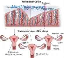 Ciclu anovulatorie. fete adolescenta si debutul menstruatiei