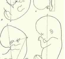 Metode de măsurare a embrionilor. Creșterea a corpului embrionului ca un întreg