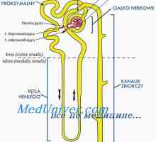 Mezenchimul embrionului uman. Dezvoltarea de membrană amniotică