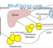 Rolul de colesterol în organism. Funcții de plastic de fosfolipide și colesterol