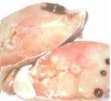 Poate exista viermi în roz somon, somon Chum, somon și alți pești roșii?