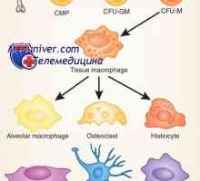 Celulele mononucleare: monocite și macrofage
