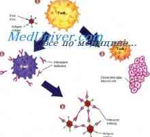 Mud88-deficit de stat. imunomodulatori