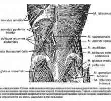 Musculatura coloanei vertebrale