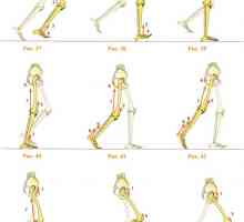 Mușchii implicați în mersul pe jos