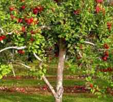 Acumularea și distribuția materiei organice în măr