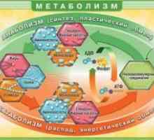 Tulburări ale metabolismului acizilor grași și glicerol