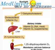 Schimbul de vitamina d. Metabolismul colecalciferol