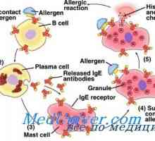 Cauze ereditare de alergii. Genetica de atopie