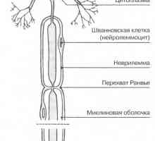 Neuroni celule nervoase