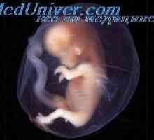 Nervii embrion. din cordonul ombilical