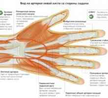 Nervii mâna omului: tratamentul, structura, testarea neuropsihice