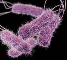 Infecții cauzate de Salmonella Netifoidnye