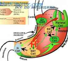 Secreția în esofag. Fiziologia secreției gastrice