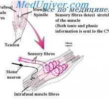 Reacția capătului primar al axului muscular. tensiune musculară Reflex