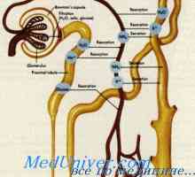 Membrană tegmentală este organul lui Corti. Inervare a urechii interne
