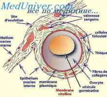 Coaja de ou. celulele germinale