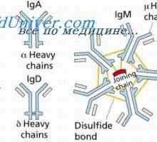 Modelul Konformennaya complexelor imune. Interacțiunea anticorpi cu antigeni