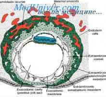 Mesele embrionului în stadii incipiente de dezvoltare. funcţia placentară