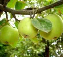 Fasonarea și formarea de mere slaboroslyh