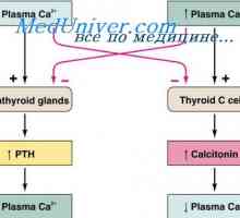 Reglementarea Hormonal a concentrației de ioni de calciu. hipoparatiroidism