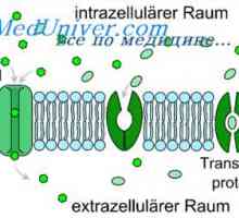 Mecanisme de difuzie în celulă. Difuziunea prin canalele proteice