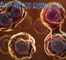 Reglementarea diviziunii celulare. Diferențierea celulelor în țesutul