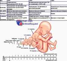 Estimarea avortului nașterii. Clasificarea întârzierii creșterii fetale