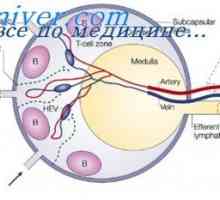 Limitarea sintezei de anticorpi. Epuizarea proliferării anticorp-celulă (KLA)