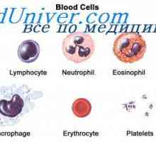 Celulele T-helper. funcții de limfokine