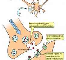 Circuitele de frânare ale sistemului nervos. oboseală sinoptic