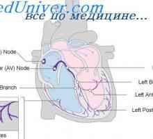 Influența nervului vag asupra inimii. Simpatic reglementarea a inimii
