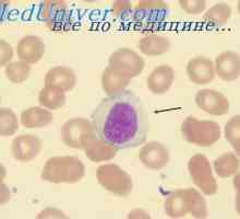 Organismul de imunitate. țesut limfoid