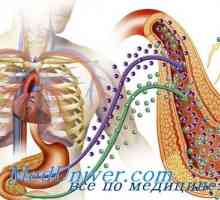 Sistemul respirator, sistemul digestiv in diabet. Diabetul hemocromatoza