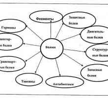 Principalele componente chimice ale organismelor vii. diverși factori