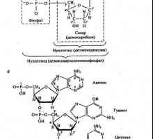 Principalele componente chimice ale organismelor vii. lipide