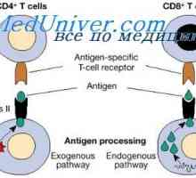 Celule ale sistemului imunitar Caracteristici de cooperare. anticorp factor umoral