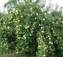 Caracteristici tăierea de pomi fructiferi în livezi nord de zona de vest