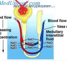 Reglementarea volumului de fluid interstițial. Distribuția fluidului interstițial